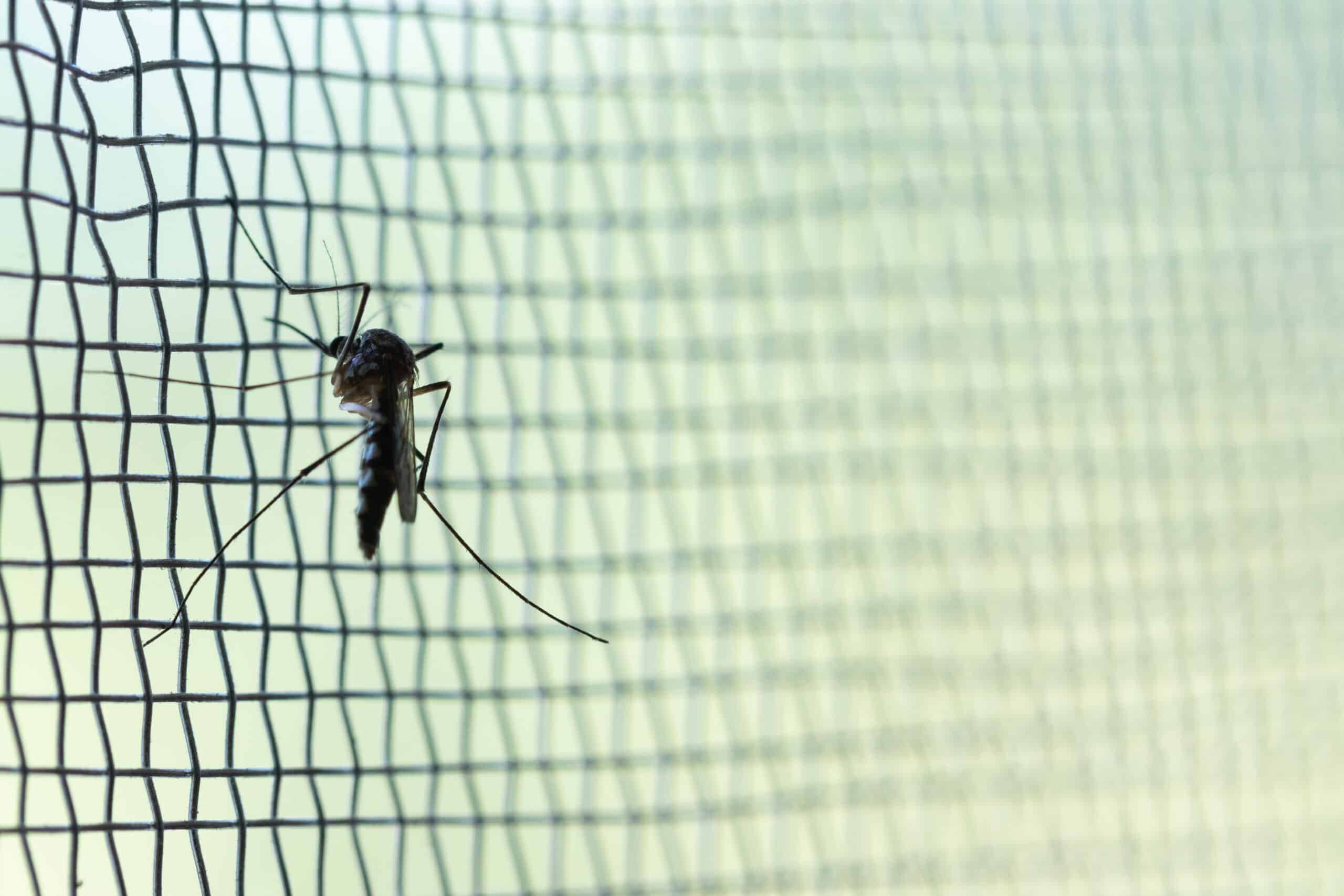 Aedes aegypti Mosquito on white mosquito wire mesh Mosquito on a net